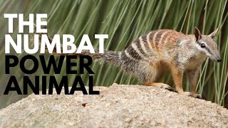 The Numbat Power Animal [upl. by Annovy]