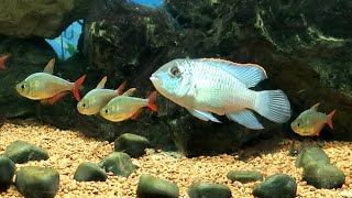 Colombian Tetra and Electric Blue Acara [upl. by Solana]