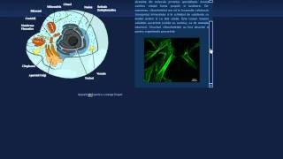 Atestat Informatica  Celula [upl. by Nagram]