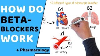 How do Beta Blockers Work  Pharmacology [upl. by Stoffel]