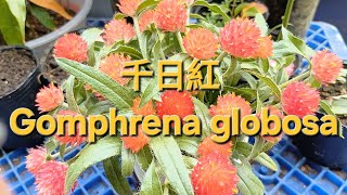 千日紅 Gomphrena globosa [upl. by Jeanie]