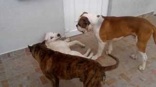 Dog fighting Pitbull vs American bulldog vs Dogo argentino v20 [upl. by Neeroc]