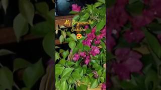 😍Bougainville flowering tips।ज्यादा फूल कैसे लें🌺Exploring My BEAUTIFUL Bougainville Garden🙏shorts [upl. by Pricilla]