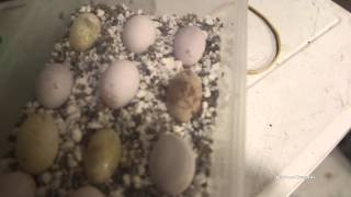 Bearded Dragon Eggs Collapsing [upl. by Aicele494]