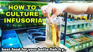 HOW TO CULTURE INFUSORIA best food for 3 day old betta fry🇵🇭 [upl. by Faulkner]