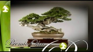 V Congres  Mistral Bonsai [upl. by Esiahc]