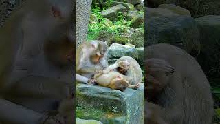 Best Clip Of Lovely Family Libby Pays Attention For Her Baby Rainbow babyanimal babylovermonkey [upl. by Reve277]