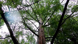 Dawn Redwood Metasequoia glyptostroboides [upl. by Kerrin]