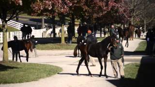 Keeneland November Breeding Stock Sale 2013 Preview [upl. by Finnigan]