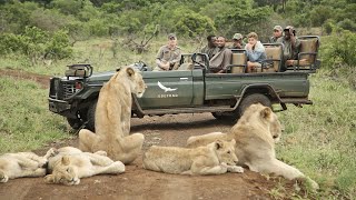 AFRICAN SAFARI 4K  Incredible Big Five animal sightings Kruger National Park [upl. by Steffie]