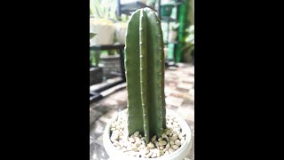 Cereus Peruvianus Cactus  KAKTUS KOBOI [upl. by Audly904]