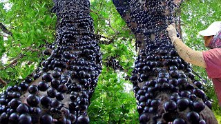 How They Harvest and Process the Strangest Fruit of Brazil  Jabuticaba Harvesting [upl. by Merriott]