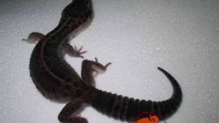 New Leopard gecko Morph BLACK PEARL [upl. by Kcirddec]