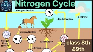 Nitrogen Cycle  Crop Production  Science Class 8th Class 9th  ncert 202425 [upl. by Thorstein]