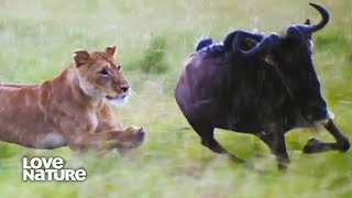 Lioness Charges FullTilt in the Rain to Chase Down Wildebeest  Lions amp Hyenas [upl. by Otipaga]