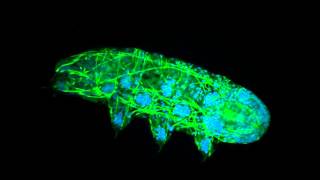 Tardigrade fluorescence microscopy [upl. by Tybald]