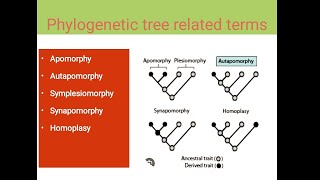 Apomorphy  Autapomorphy  Symplesiomorphy  Homoplasy [upl. by Kurtzig]