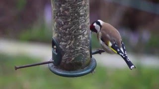 Darf ich vorstellen STIEGLITZ  Vogel des Jahres 2016 [upl. by Mame]