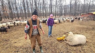 VIATA GREA LA STANA PE TIMP DE IARNADAR SI BUCURIILE PE CARE LE ADUC ANIMALELELA Nea Marin [upl. by Juback]