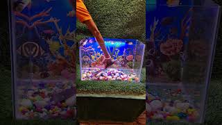 OSCAR FISH TANK SETUP video [upl. by Schaper]