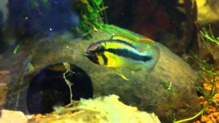 Apistogramma sp Abacaxis F1 [upl. by Anigal476]