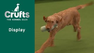 Gundog Display   Crufts 2023 [upl. by Valenka829]