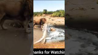 I Watched a Lion Fall into the Water and Heres What Happened [upl. by Rianon]