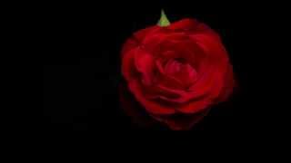 Red Rose Bloom 4K Timelapse [upl. by Chancey767]