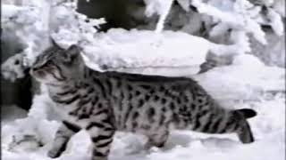 Whiskas  Let It Snow 2000 UK [upl. by Xenos]