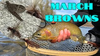 March Browns Fly Fishing amp Solo Camping in Gold Mining Territory [upl. by Einahpad]