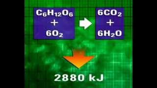 GCSE Science Revision  Aerobic Respiration [upl. by Nyrac]