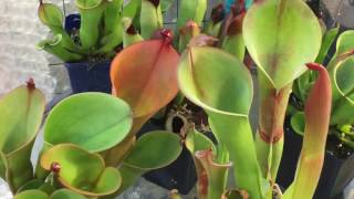 HELIAMPHORA TOUR MY HELIAMPHORA CARE AND CULTURE TIPS [upl. by Yenmor663]