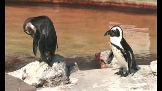 Skegness Natureland Seal Sanctuary [upl. by Airdnaz]