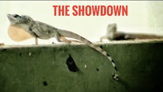 The Showdown  short lizard fight documentary Trinidad [upl. by Dnarb524]