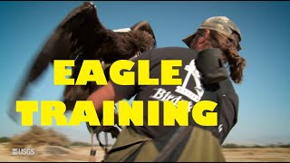 🦅 EAGLE TRAINING amazing eagles [upl. by Ikkin337]