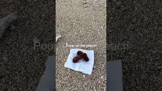 Poop on the Beach in Okinawa [upl. by Htebaras]