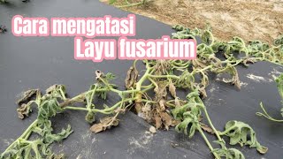 Cara mengatasi layu fusarium [upl. by Klute]