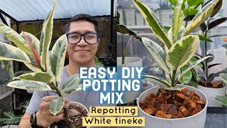 Best DIY WellDraining Mix for Ficus elastica Rubber Plant Repotting Tips [upl. by Attenod583]