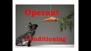 Operant conditioning [upl. by Terrance614]