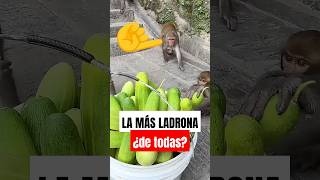 🐵 Uno de estos MONOS es el más LADRÓN de TODOS [upl. by Nivel]