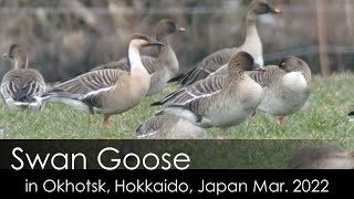 サカツラガン2022＠北海道オホーツク地方 Swan Goose [upl. by Immij]