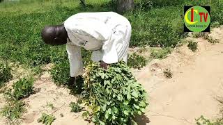 Agriculture Évaluation de la Campagne Agricole 2024 par Serigne Mai Dieng Adjoint au Maire de Niakhe [upl. by Meagher]