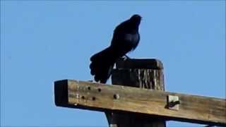 Greattailed Grackle quotpoopootquot song [upl. by Spitzer]