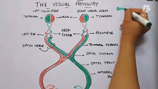 Physiology of vision and visual pathway in hindi  Eduluminescence [upl. by Behka]