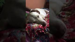 The safest place in world 😍youtubeshorts labradorretreiver doglover cute labrador maa [upl. by Hanad949]