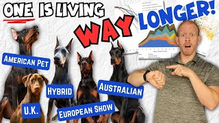 Doberman Lifespan Bombshell One Type of Doberman is Outliving the Rest [upl. by Yelloh]