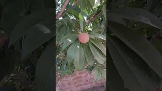 agriculture Sapodilla tree [upl. by Luahs]