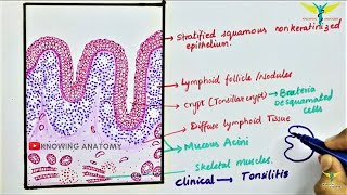 Histology of Palatine tonsil \Tonsil [upl. by Gautea]