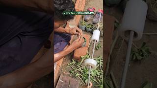 How to graft adenium Adenium grafting technic by Horticultureking kolkata Nursery [upl. by Saudra737]