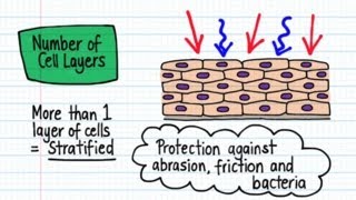 Classification of Epithelia  Drawn amp Defined [upl. by Keel949]